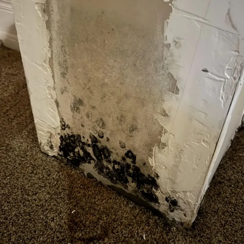 Professional Mold Removal in Mullens, WV